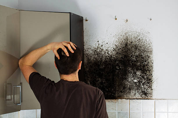 Best Local Mold Removal Service  in Colquitt, GA