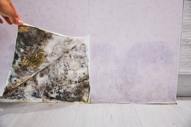 Water Damage Restoration in Colquitt, GA